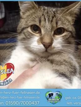 Praslea sucht ein liebevolles Zuhause! - Waakirchen