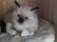 Ragdoll edelmix Kitten - Hungen