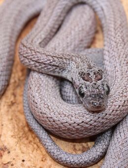 1,0 Cinder Striped het. Dilute Kornnatter 2020 - Hohnstorf (Elbe)