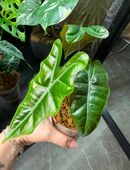 Alocasia pseudo Sanderiana aurea (grün ausgetrieben) in 99628
