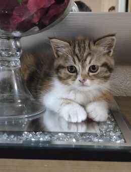 Kitten Kätzchen Ragdoll BKH Mix bald abgabebereit !! - Spaichingen Zentrum