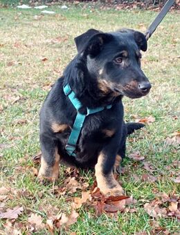 Unsere kleinen Dackelmischlinge Ricky und Klausi 1 Mädel 25 cm und ein Rüde 30 cm ,4 Mon. - Hohe Börde