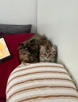 Blh Mix Kitten(w) - Berlin