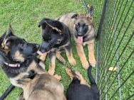 Schäferhund welpen - Ahaus