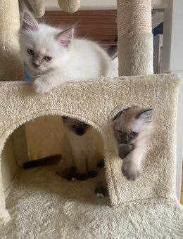 Hl. Birma Kitten - München Untergiesing-Harlaching