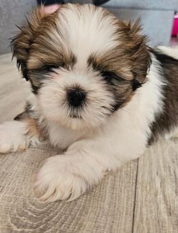 Shih tzu welpe - Güstrow