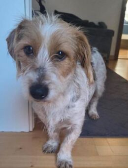 Hope Die zierliche Kuschelexpertin - Großefehn