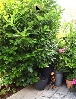 Weinberge vor der Haustür - so macht Wohnen Freude - Weinstadt