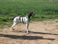 CANDY, w., kastr., Pointer-Mix, ca. 60cm - Sipplingen