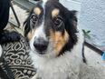 Neues liebevolles Zuhause gesucht in 95615