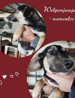 Rüde 884926 - Köln