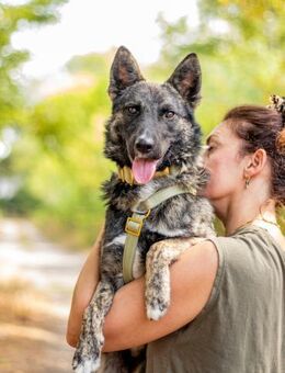 Franz, aktiver Junghund, ca. 1 Jahr - Vaterstetten