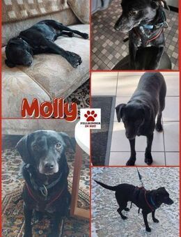 Molly kleine Hündin Mischling - Margetshöchheim