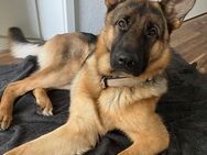 Ares sucht ein lievolles neues Zuhause - Frankfurt (Main)