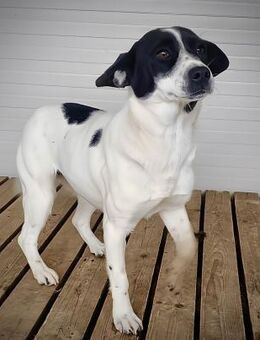 Cruella - niedliche kleine Maus sucht ih - Spenge