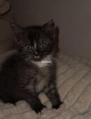 Kleiner Kater in 10969