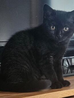 Bkh Kitten zu verkaufen - Liebenburg