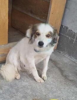 Lina von kettenlos - Bollingstedt