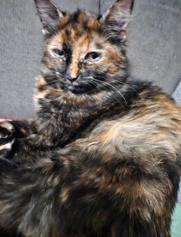 Zu Hause gesucht - Weißenfels