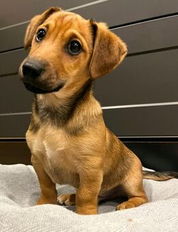 Dackel - Jack Russel Terrier Mix Welpe - Leisnig