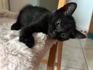Mafia aus dem Tierschutz - Grevenbroich