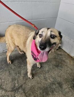 Freundliche Pepper - Eichenzell