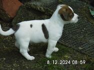 Jack Russell Terrier Welpen, 8 Wochen - Lonnerstadt