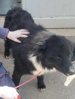 Border Collie Mix Corwin - Margetshöchheim
