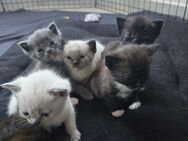 Britisch Kurzhaar Kitten - Hildburghausen