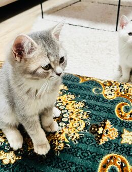 Britisch Kurzhaar Kitten in liebevolle Hände abzugeben - Köln