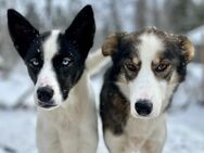 Online Kurs Mehrere Hunde Mitgliederbereich und Video-Kurse Online Kurs Mehrere Hunde - Hildesheim