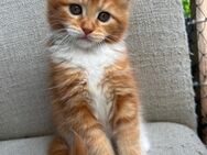 Maine coon Kitten - Hannover Linden-Limmer