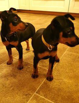 Rehpinscher Welpen weiblich 10 Wochen / geimpft & gechipt / Sassenburg Niedersachsen - Sassenburg