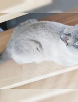 Deckkater Kater BKH Reinrassig Britisch Kurzhaar - Feuchtwangen Zentrum