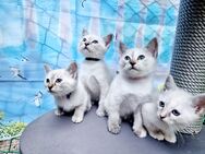 Heilige birma /Siam Mix Kitten - Overath