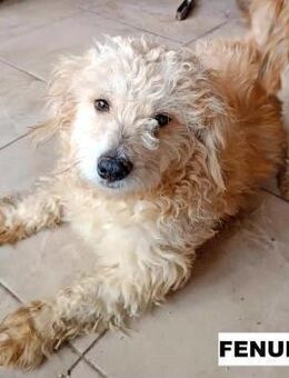 Hund Fenuko sucht liebe Menschen - Neuhausen (Fildern)