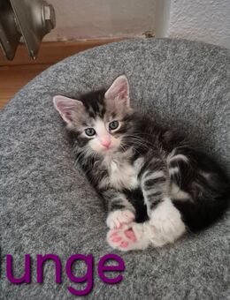Maine Coon Kitten - Osnabrück
