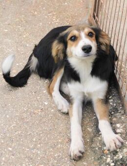 Ilon wartet auf seine Lieblingsmenschen - Schwabach