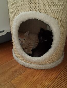Kitten suchen neues Zuhause - Neuss