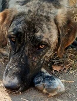 Ramon mit den Bernsteinaugen - Mettmann