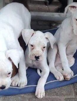Boxer Welpen Abgabebereit - Essen