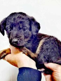 Rüde Plamen auf einem Feld gefunden - Augsburg