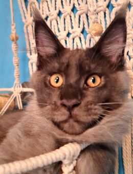 Verspielte wunderschöne Maine Coon Kitten aus einer seriösen Zucht - Ludwigshafen (Rhein)