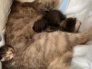 Katzen Babys - Düren