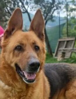 Bacarak - Rieden (Rheinland-Pfalz)