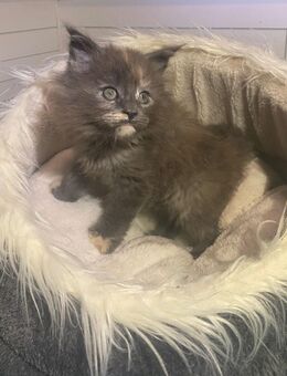 Maine coon Kitten - Erkelenz Zentrum