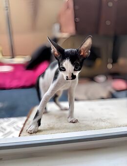 Cornish Rex Kitten Verfügbar - Chemnitz