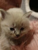 4 wunderschöne, reinrassige Ragdoll Kitten mit 12 Wochen in liebevolle Hände abgegeben in 06895