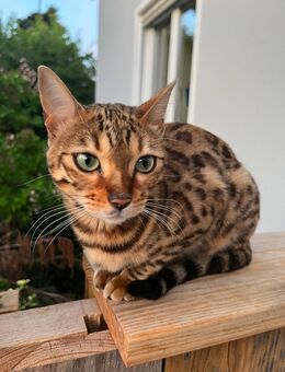 Wunderschöne Bengalkatze für Katzenkennerin - Zwiesel