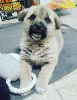 LUSI - Ein Hundekind sucht seine Mensche - Konstanz